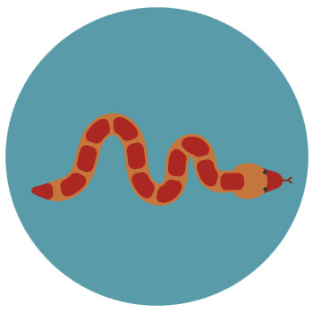 cycle2 amphibiens reptiles