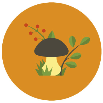 cycle2 champignons