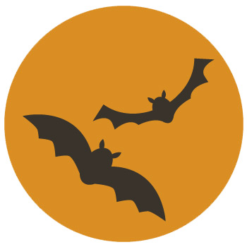 cycle2 chauve souris